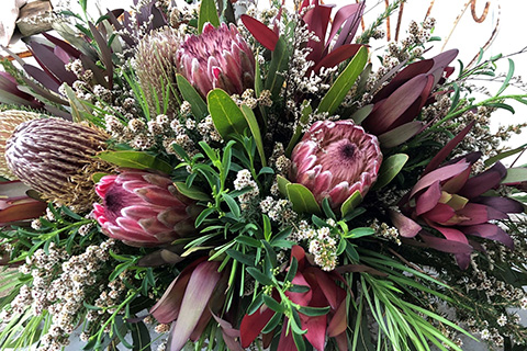Australian Natives Protea Ice Pink