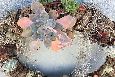Wreath Succulant