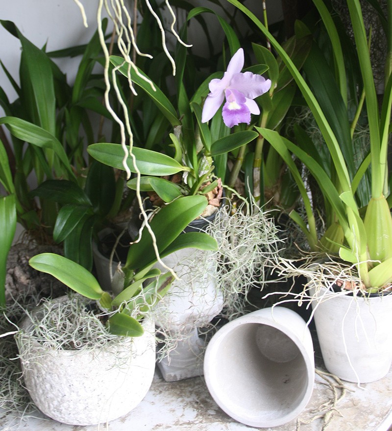 Classic - Living Art Gift - Orchid - Assorted