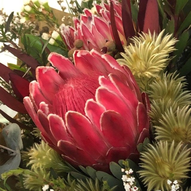 Aus Natives R - Protea Venus - pink - JPG